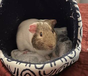 Rescue Guinea Pig Guinea Pigs for Adoption in Nantucket, Massachusetts - Tofu | PetCurious